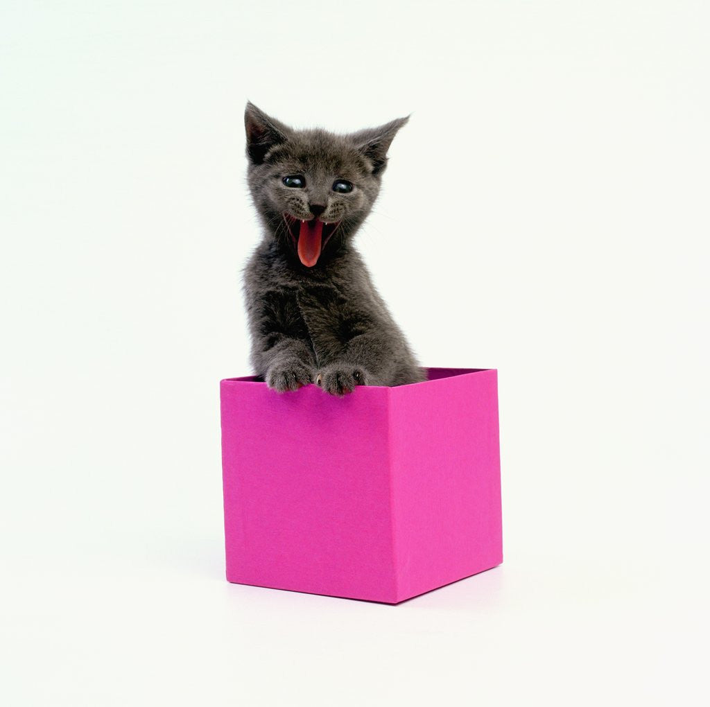 Detail of Yawning Kitten in Purple Box by Anonymous