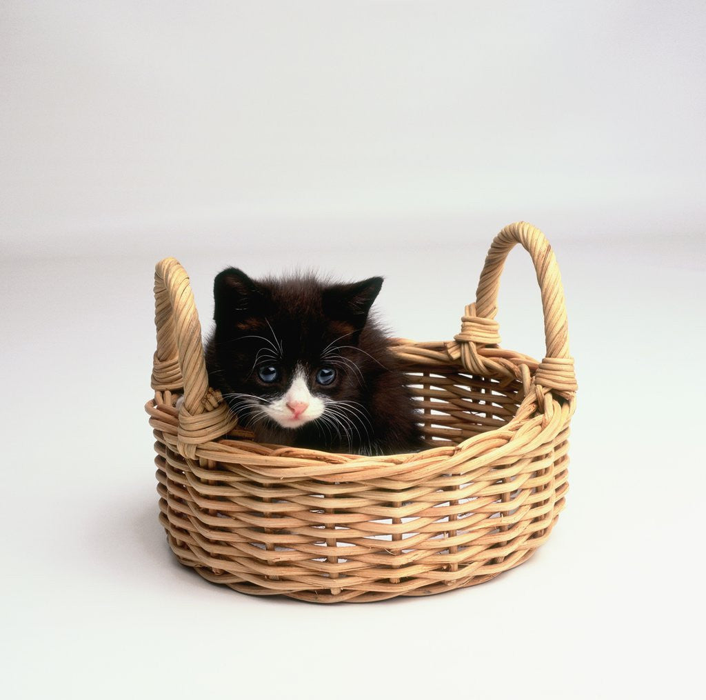 Detail of Kitten Sitting in Basket by Corbis