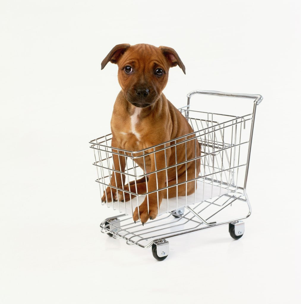 Detail of Puppy Sitting in Miniature Shopping Cart by Corbis