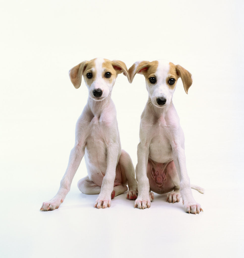 Detail of Whippet Puppies by Anonymous