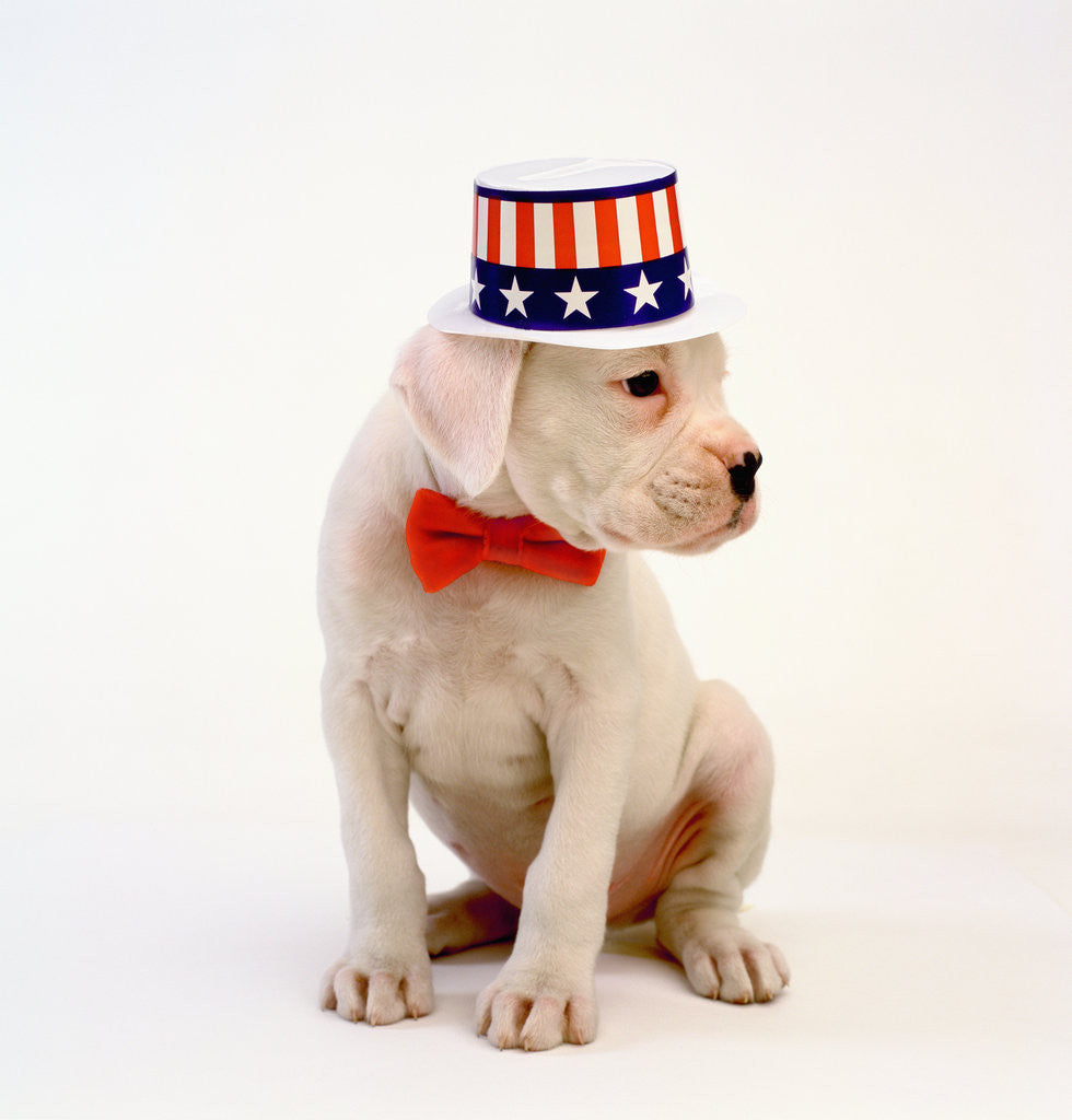 Detail of Boxer Puppy Wearing Patriotic Hat by Anonymous