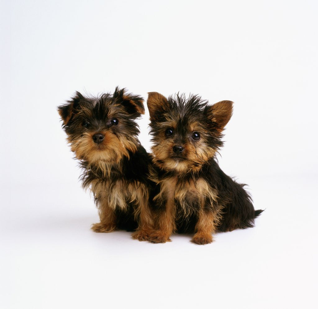 Detail of Yorkshire Terrier Puppies by Anonymous