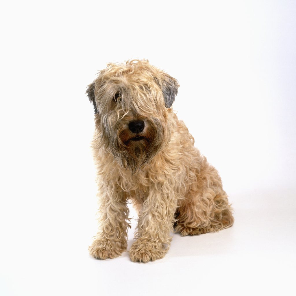 Detail of Wheaten Terrier by Anonymous