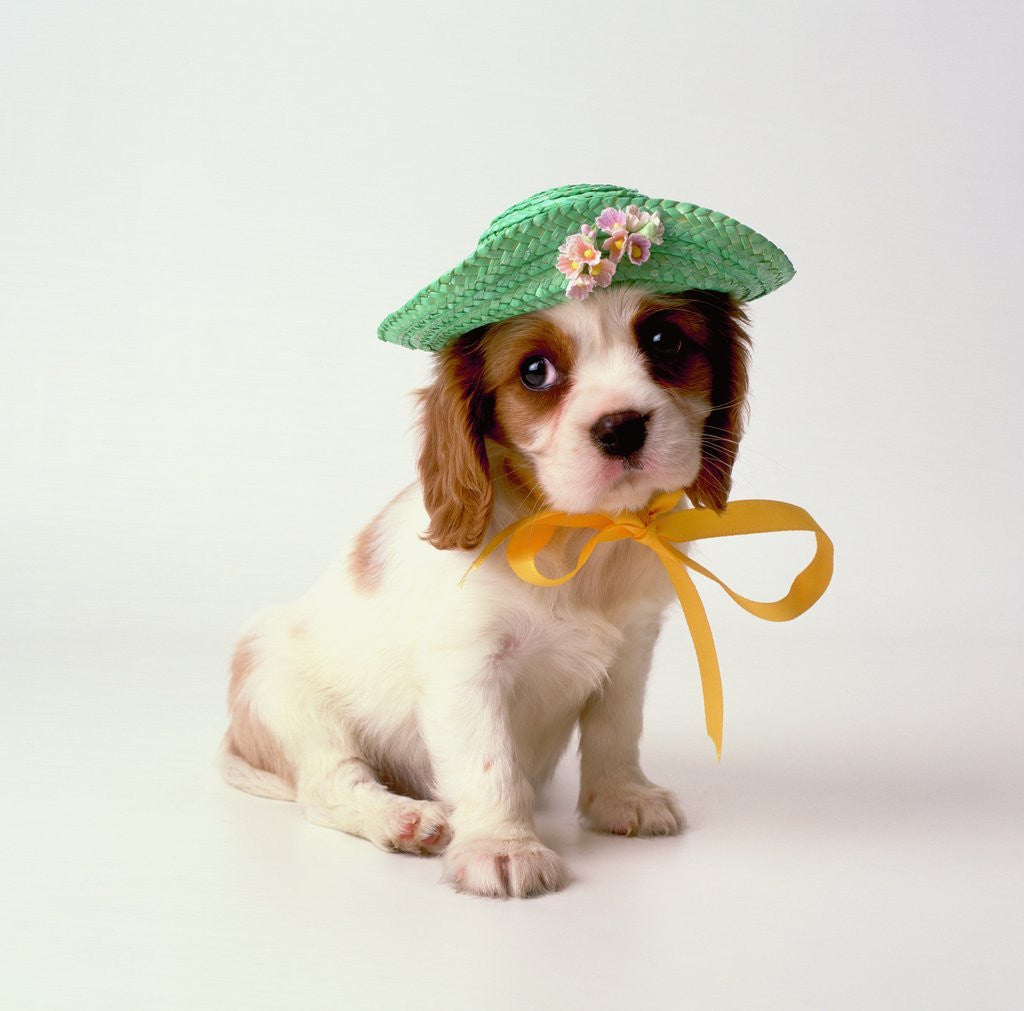 Detail of Spaniel Puppy Wearing Ribbon and Hat by Anonymous