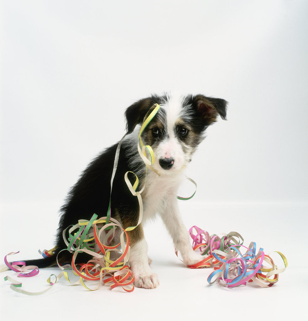 Detail of Lurcher Puppy and Streamers by Anonymous