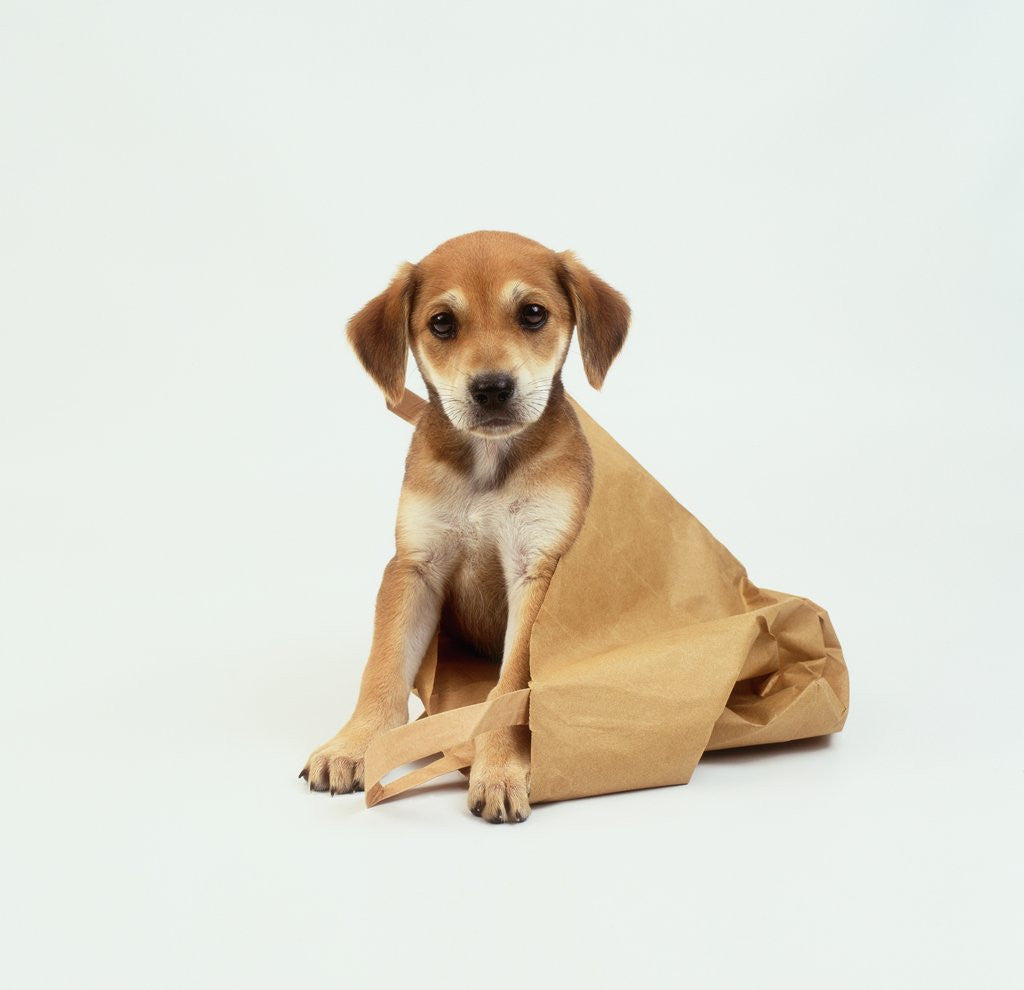 Detail of Puppy Sitting in Shopping Bag by Corbis
