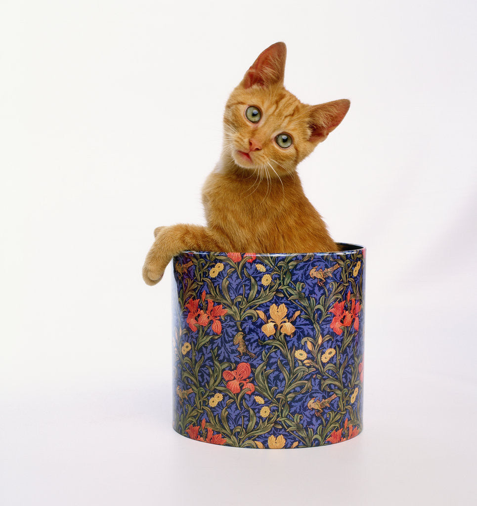 Detail of Kitten Sitting in Flowered Cookie Tin by Anonymous