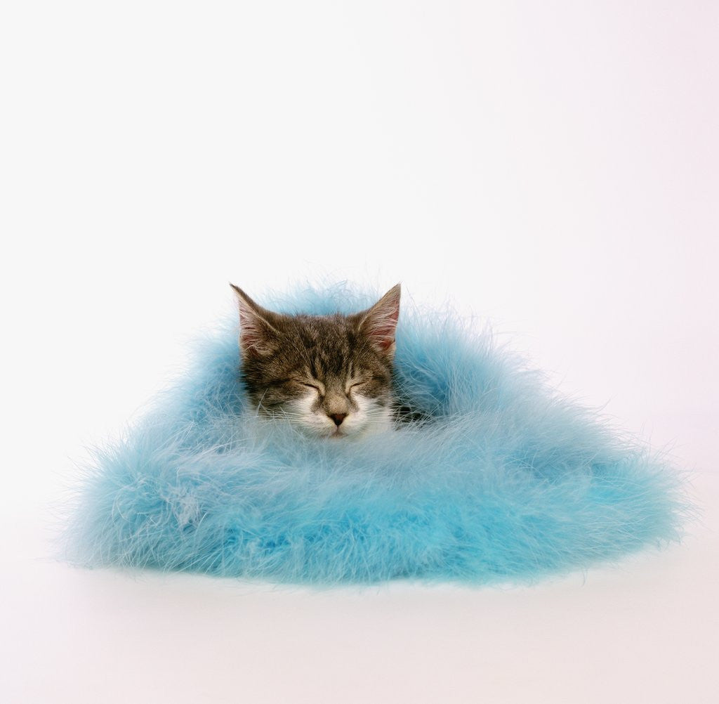 Kitten Sleeping in Feather Boa by Corbis
