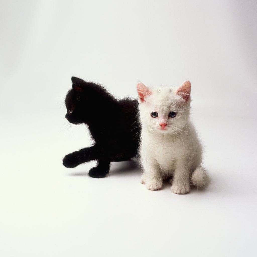 Detail of Black Kitten and White Kitten by Corbis