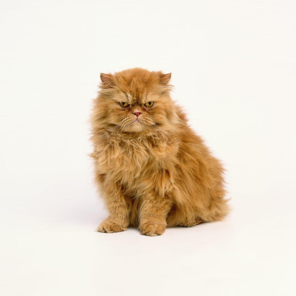 Detail of Persian Longhair Cat by Corbis
