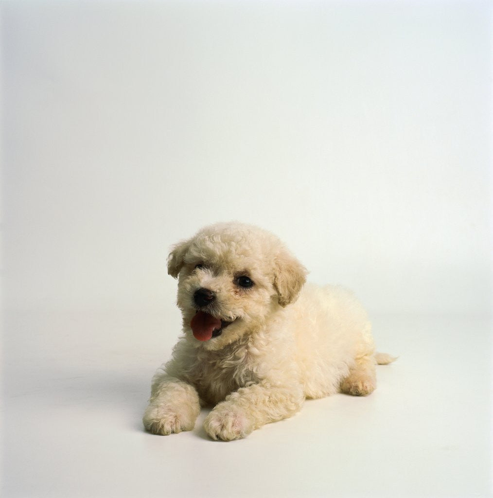 Detail of Bichon Frise Puppy by Anonymous