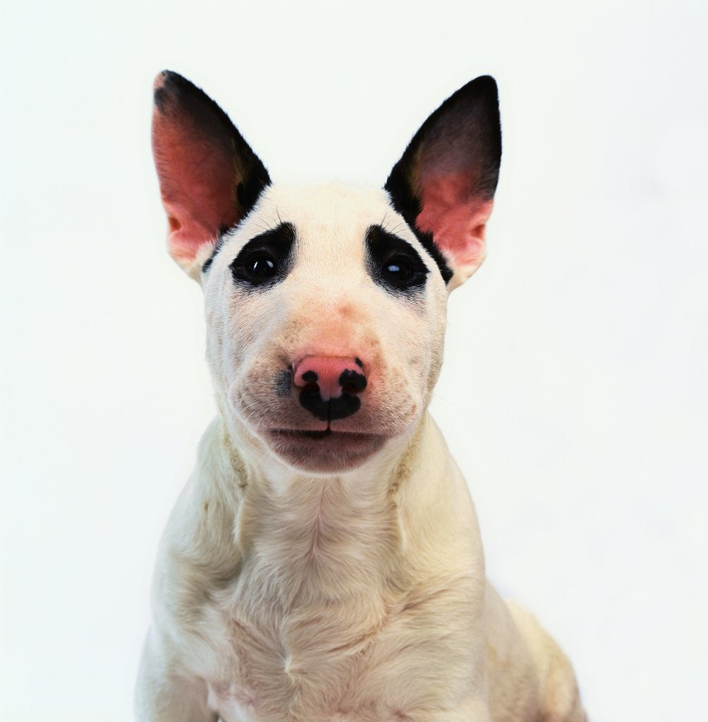 Detail of English Bull Terrier by Anonymous