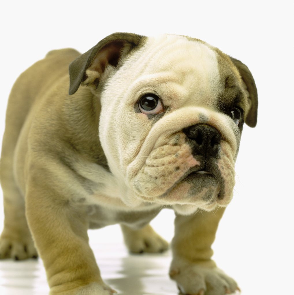 Detail of English Bulldog Puppy by Anonymous
