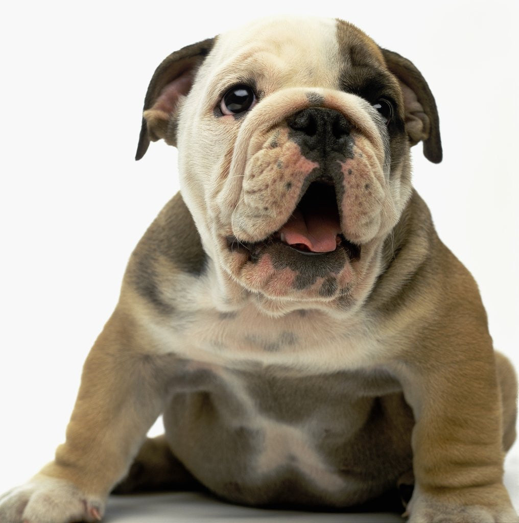 Detail of English Bulldog Puppy by Anonymous