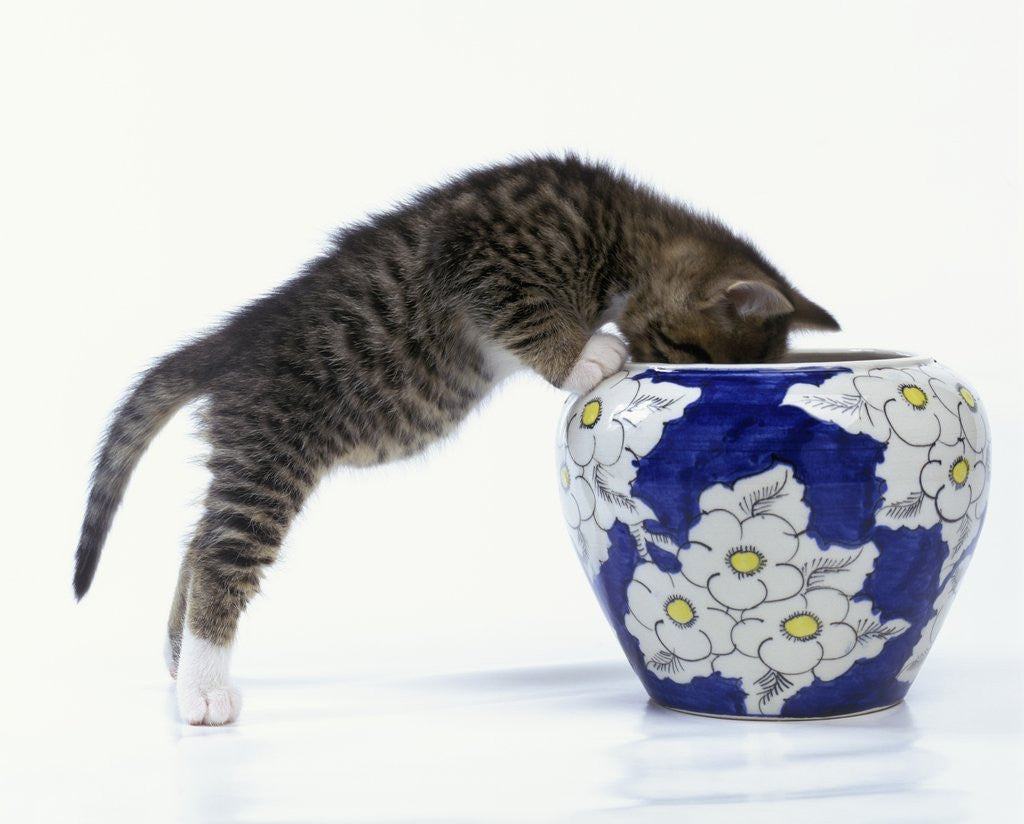 Detail of Kitten Looking in Decorated Vase by Anonymous