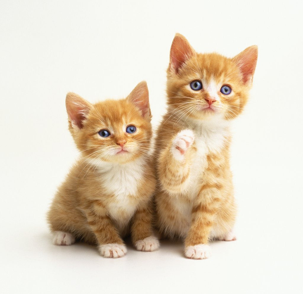 Detail of Two Kittens by Anonymous