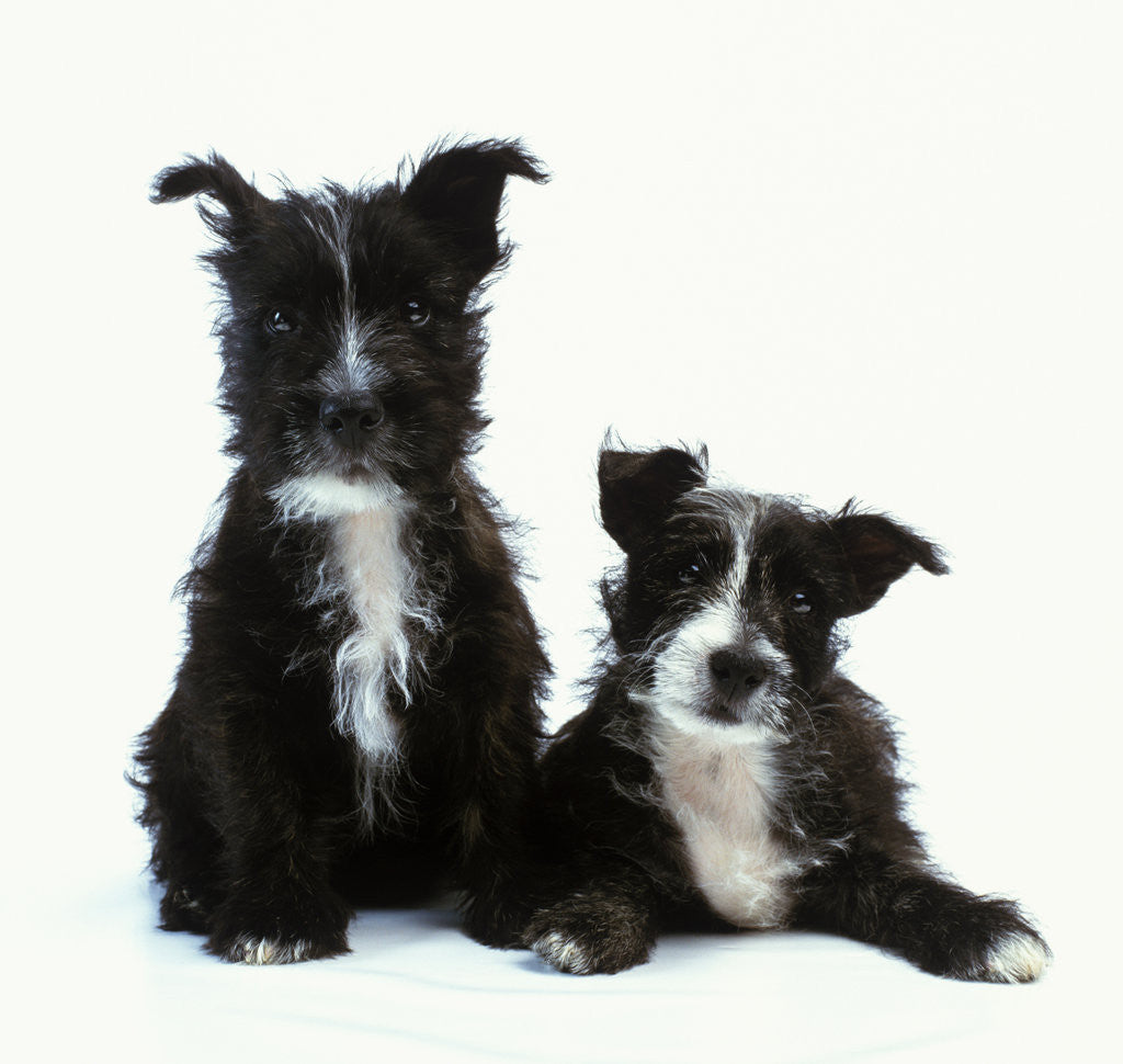 Detail of Two Terrier Puppies by Anonymous