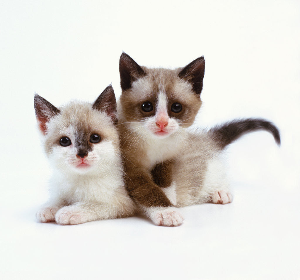 Detail of Two Tan and White Kittens by Anonymous