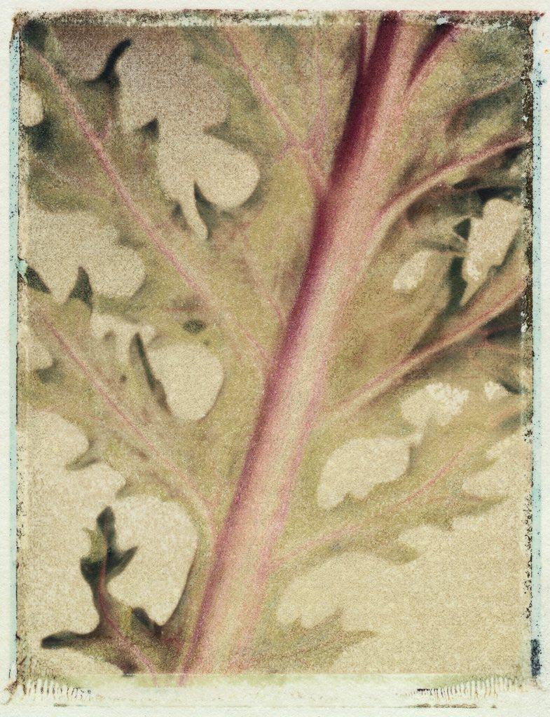 Detail of Kale by Jennifer Kennard