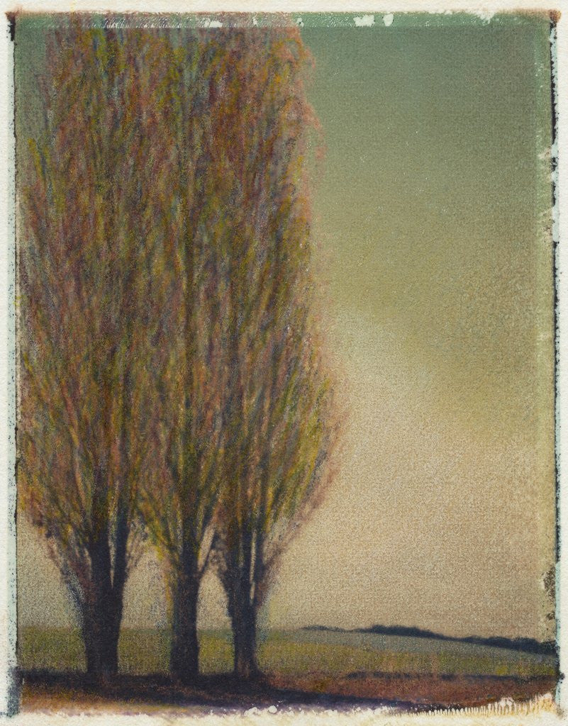 Detail of Three Poplars by Jennifer Kennard