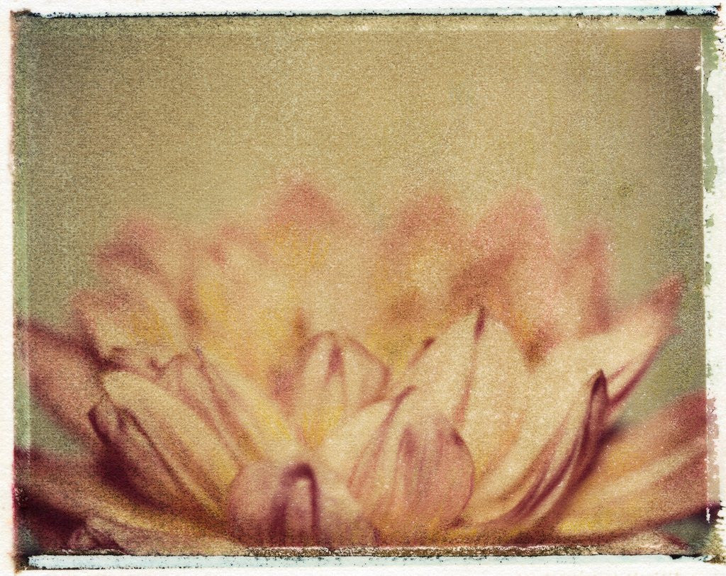 Detail of Dahlia by Jennifer Kennard