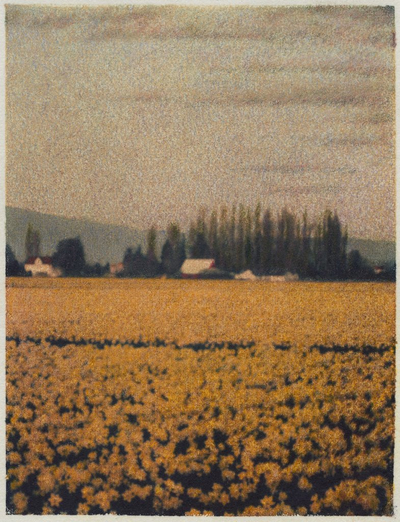 Detail of Skagit Daffodils by Jennifer Kennard