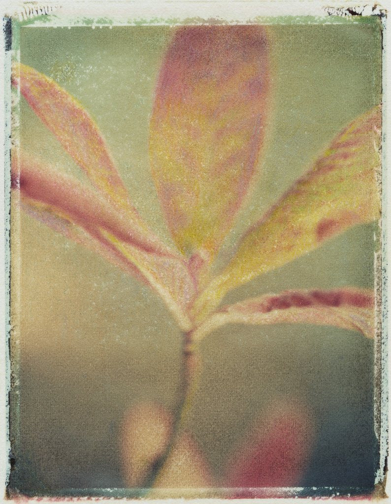 Detail of Deciduous Azalea by Jennifer Kennard