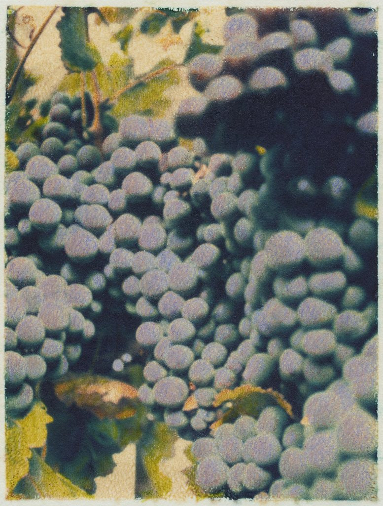 Detail of Merlot #2 by Jennifer Kennard