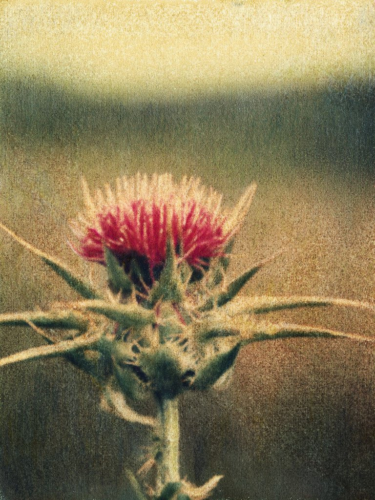 Detail of Thistle by Jennifer Kennard