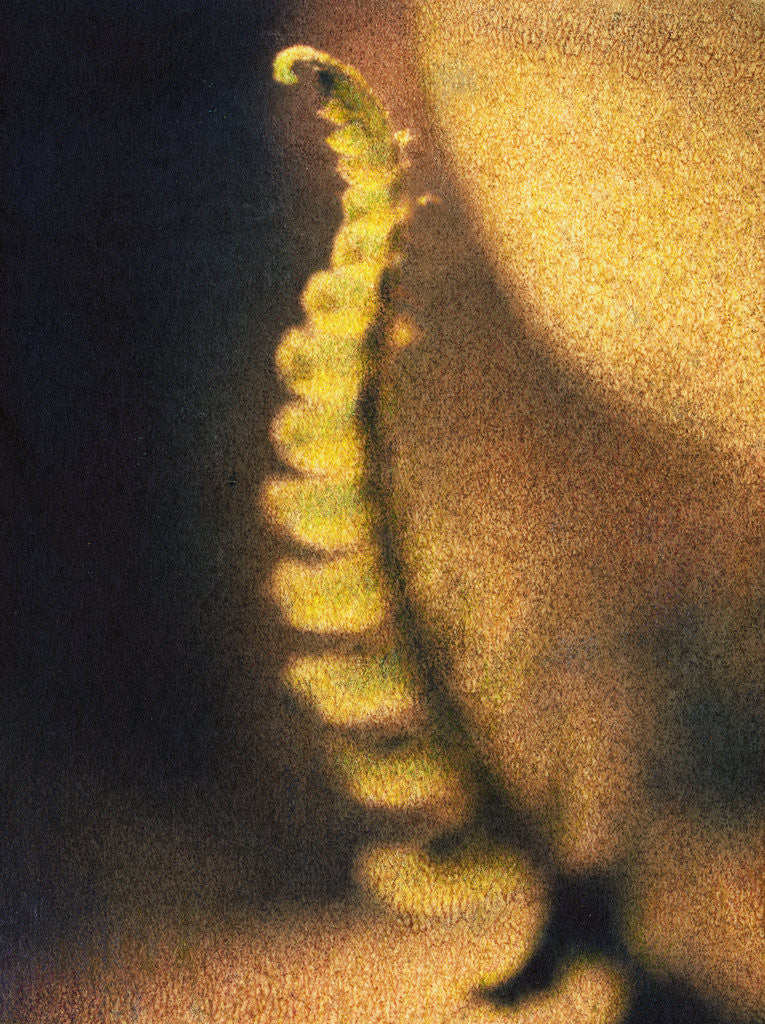 Detail of New Fern by Jennifer Kennard