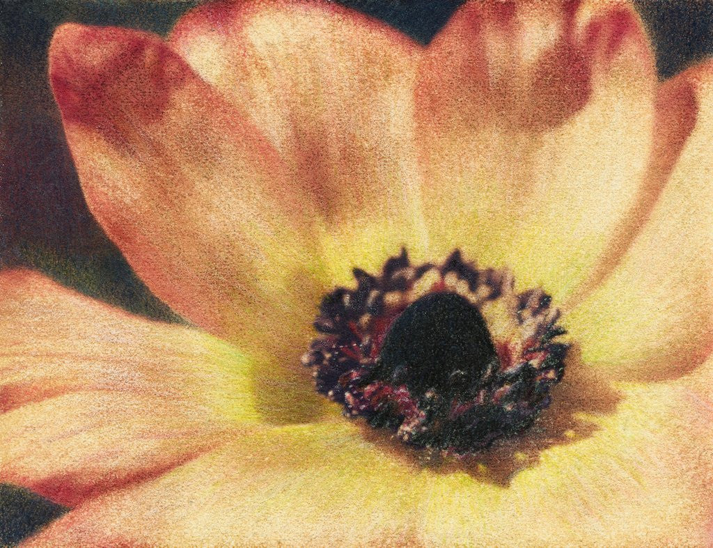 Detail of Anemone by Jennifer Kennard