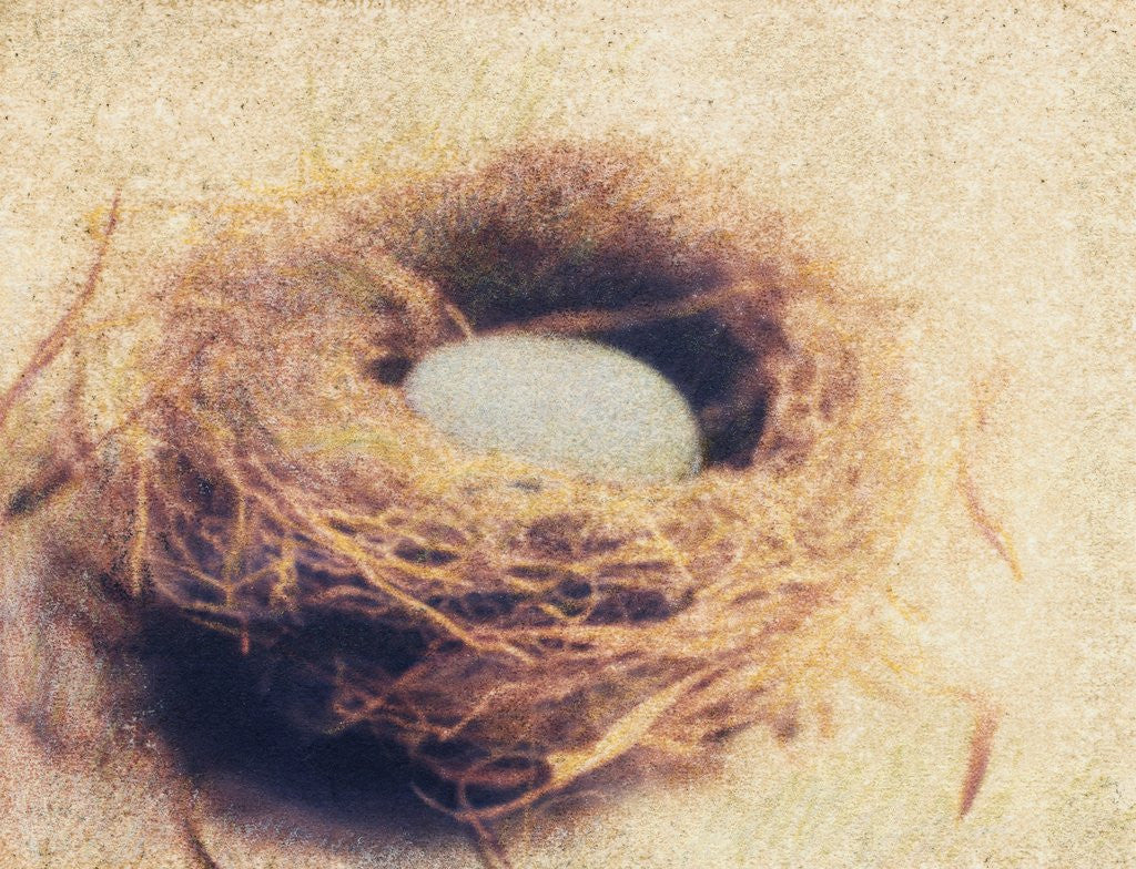 Detail of Bird's Nest by Jennifer Kennard