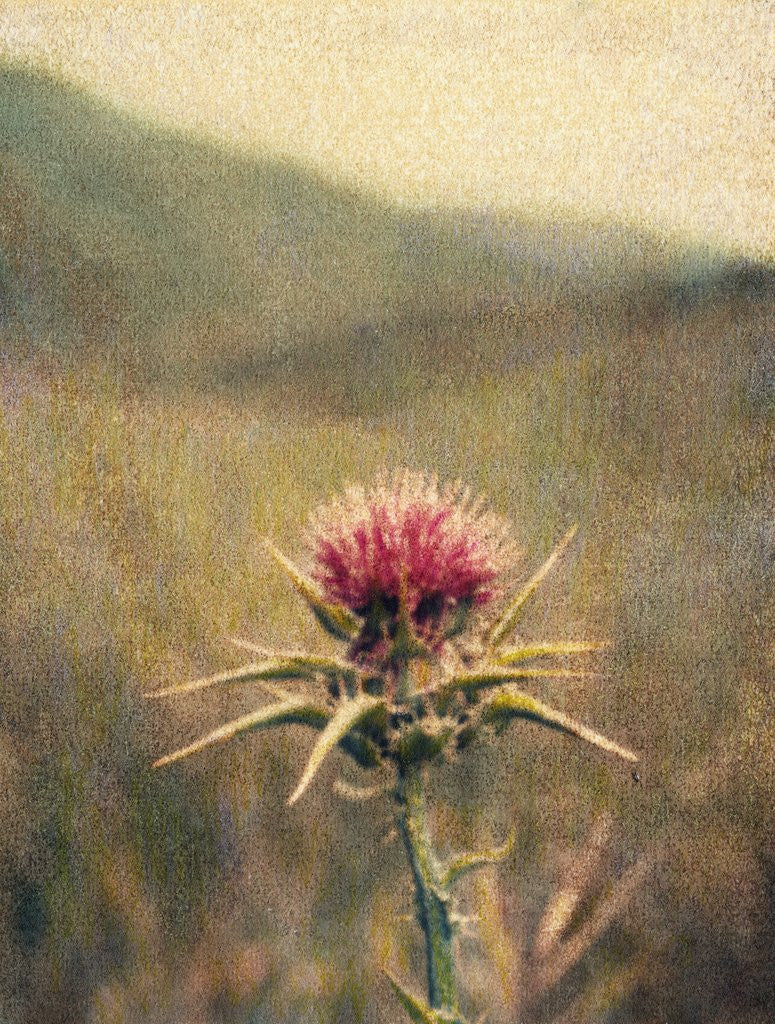 Detail of Thistle #2 by Jennifer Kennard