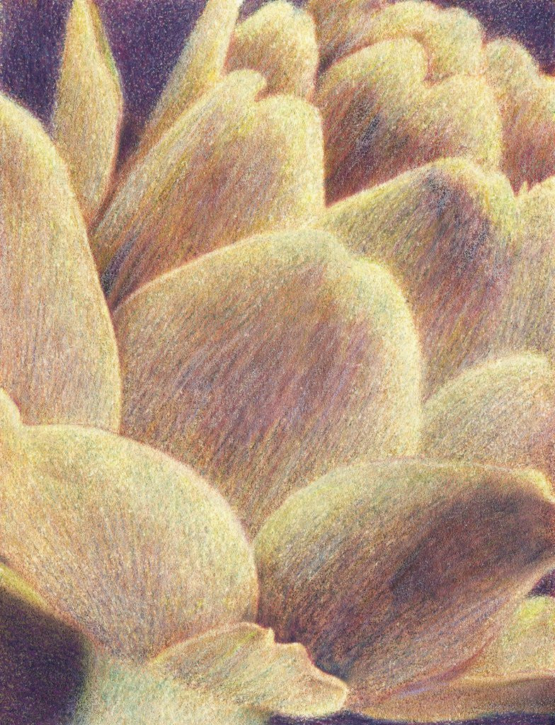 Detail of Artichoke by Jennifer Kennard