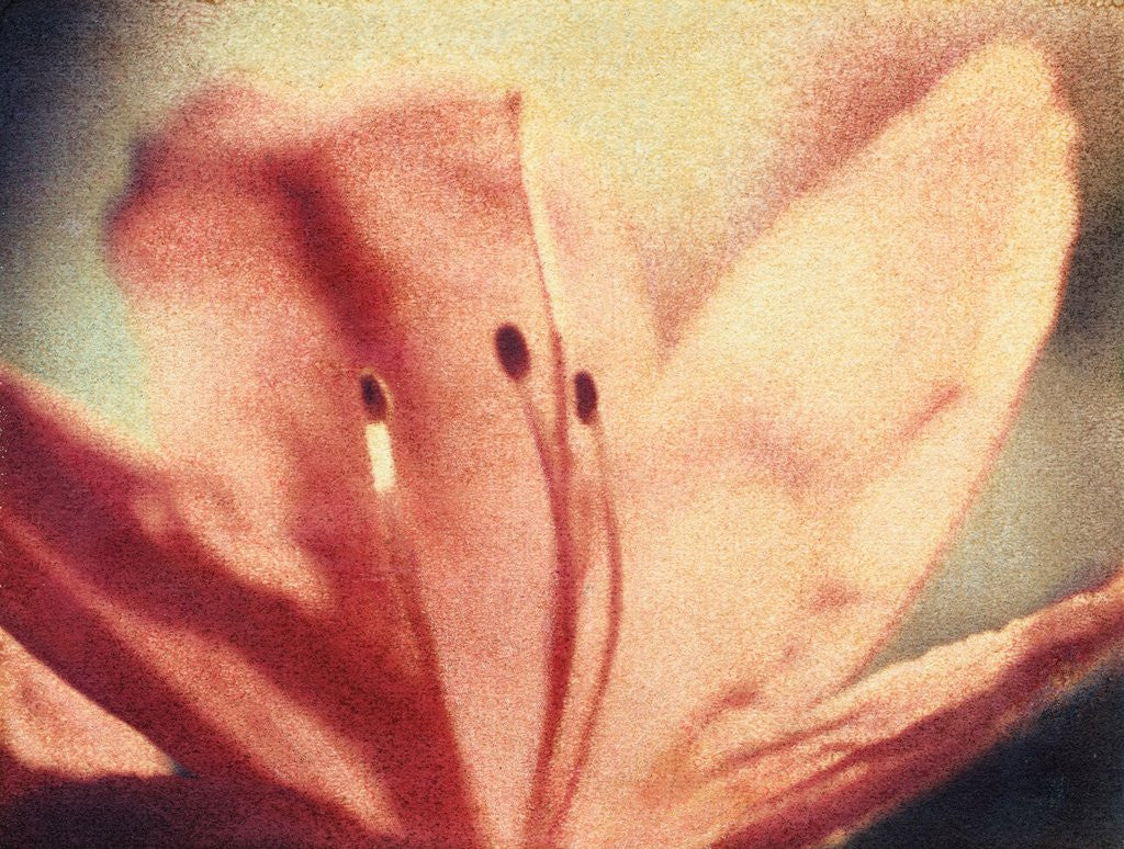 Detail of Azalea Bloom by Jennifer Kennard