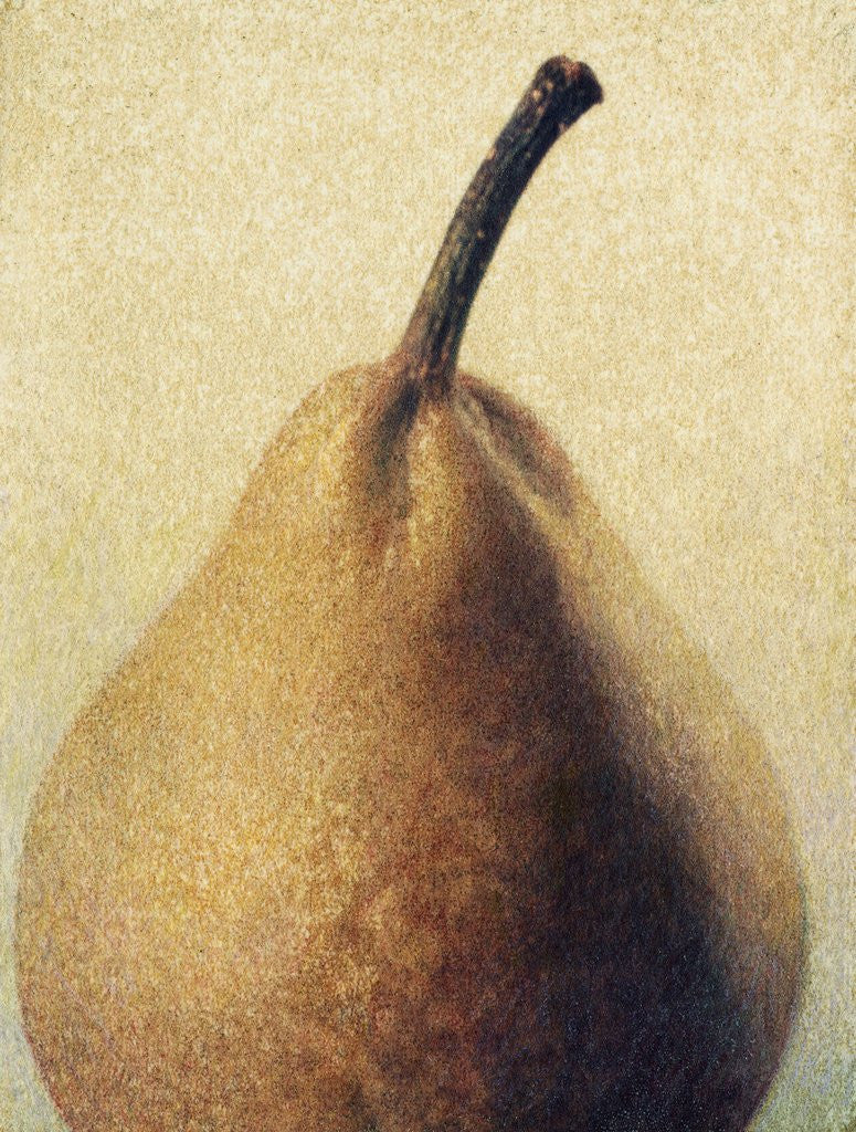 Detail of D'Anjou Pear by Jennifer Kennard