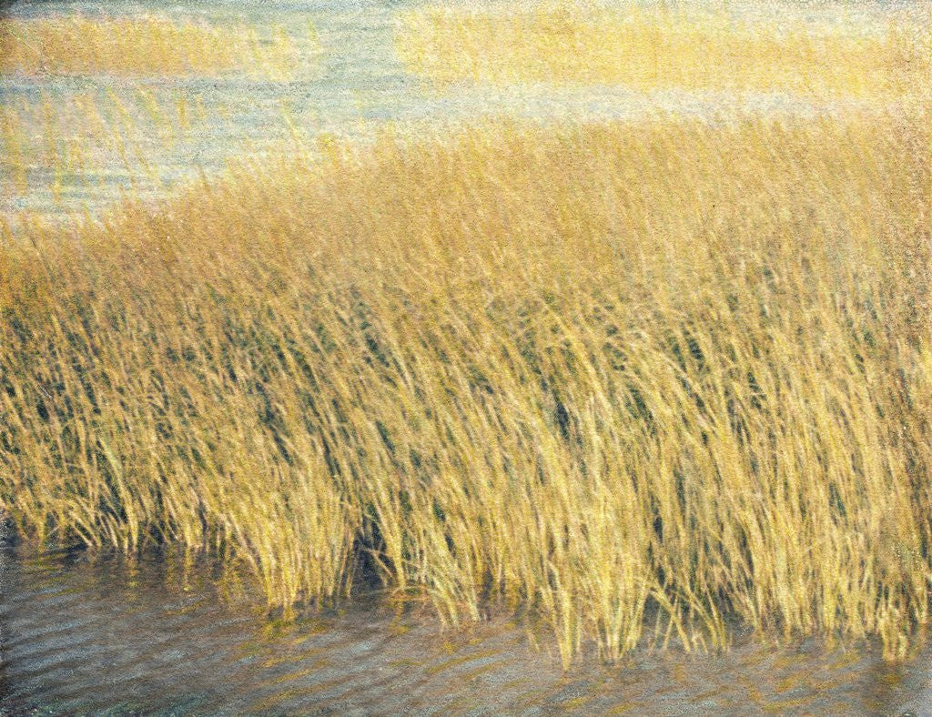 Detail of Beach Grass by Jennifer Kennard