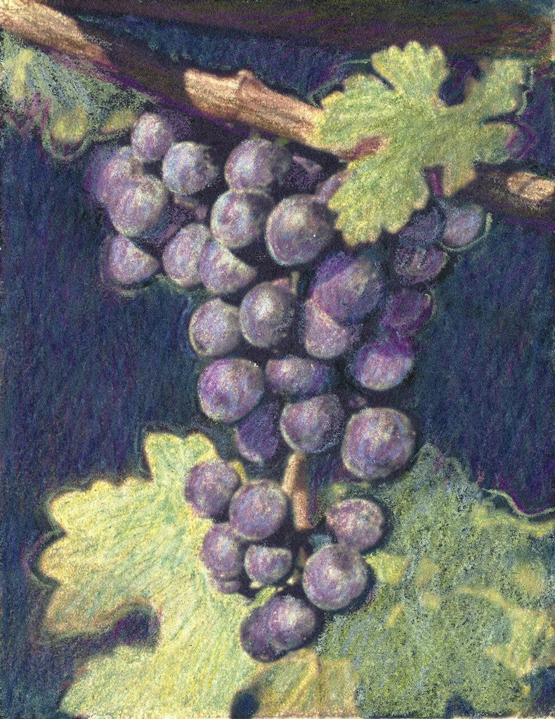 Detail of Cabernet Franc Cluster by Jennifer Kennard