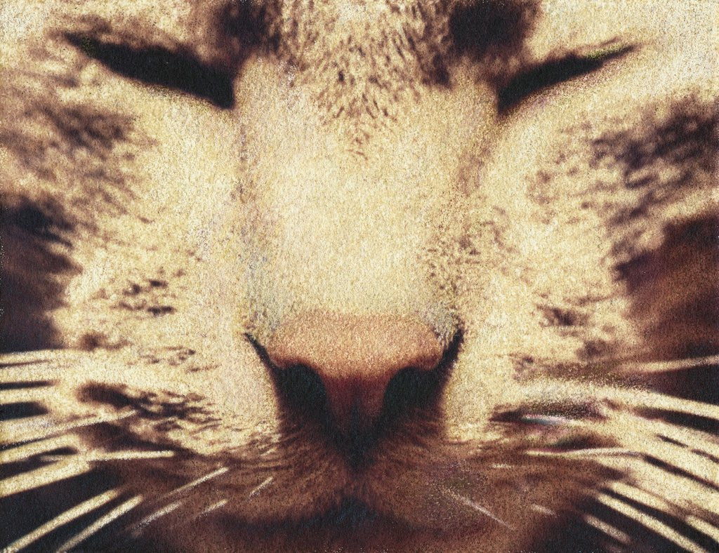 Detail of Wally by Jennifer Kennard