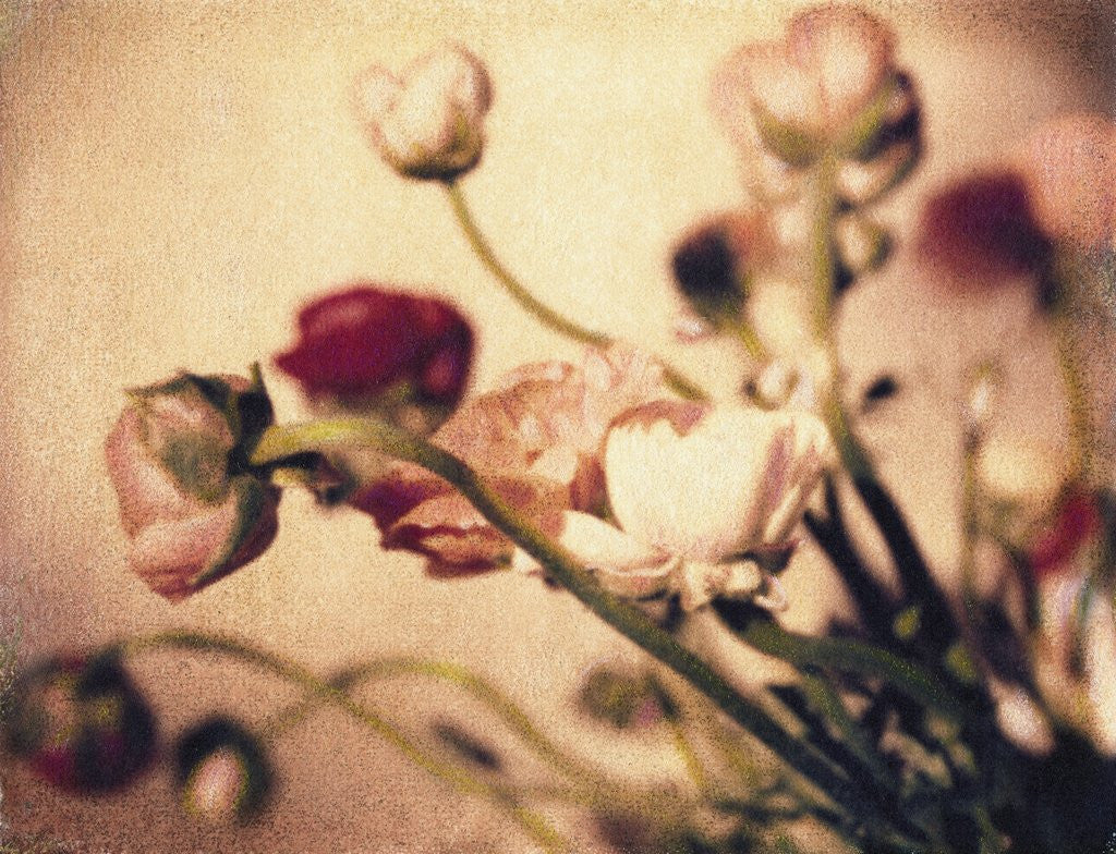 Detail of Ranunculus #2 by Jennifer Kennard