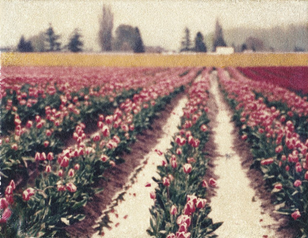 Detail of Skagit Valley Tulips by Jennifer Kennard