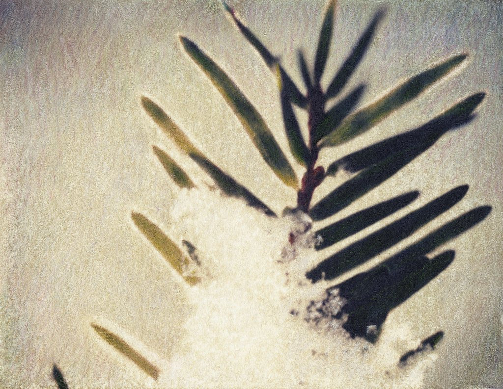 Detail of Evergreen Bough in Snow by Jennifer Kennard