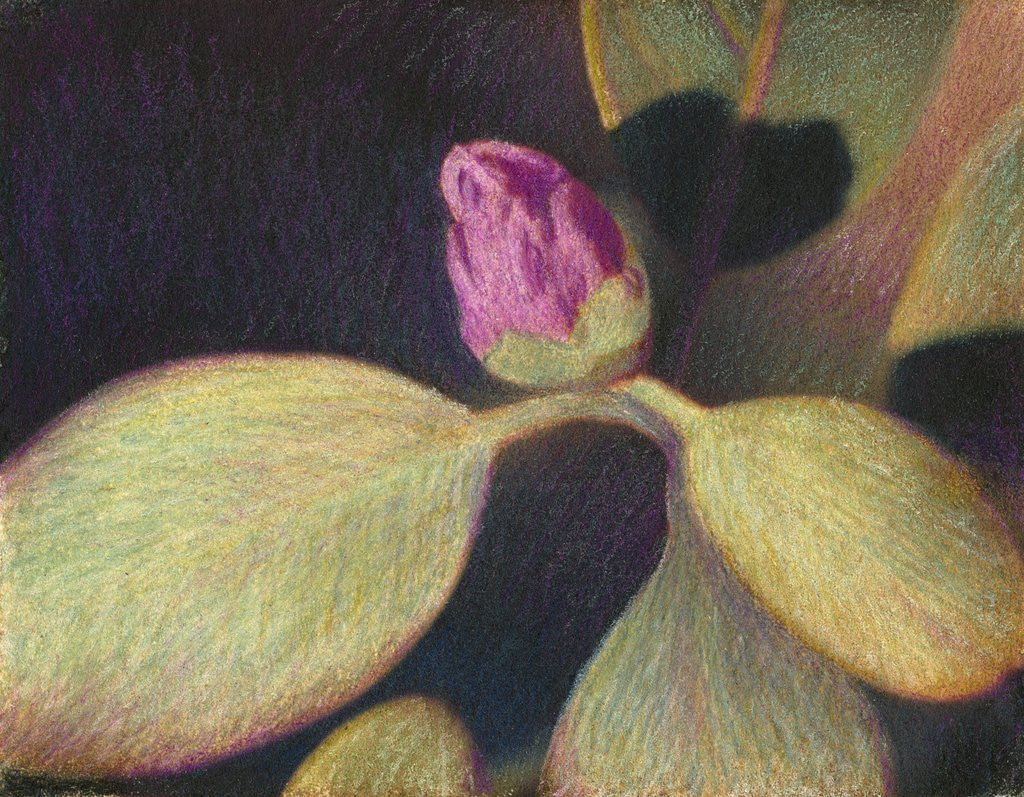 Detail of Rhododendron Bud by Jennifer Kennard