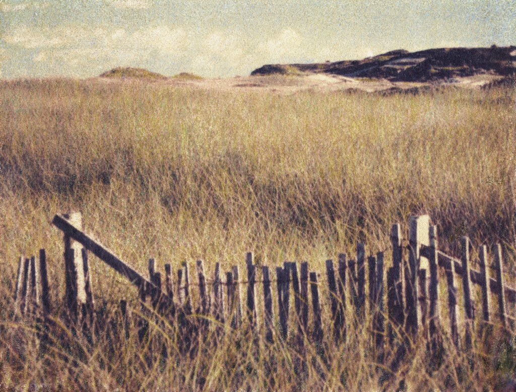 Detail of Cape Cod Sandunes by Jennifer Kennard