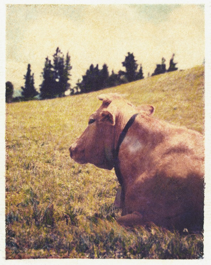 Detail of Alpine Cow #2 by Jennifer Kennard