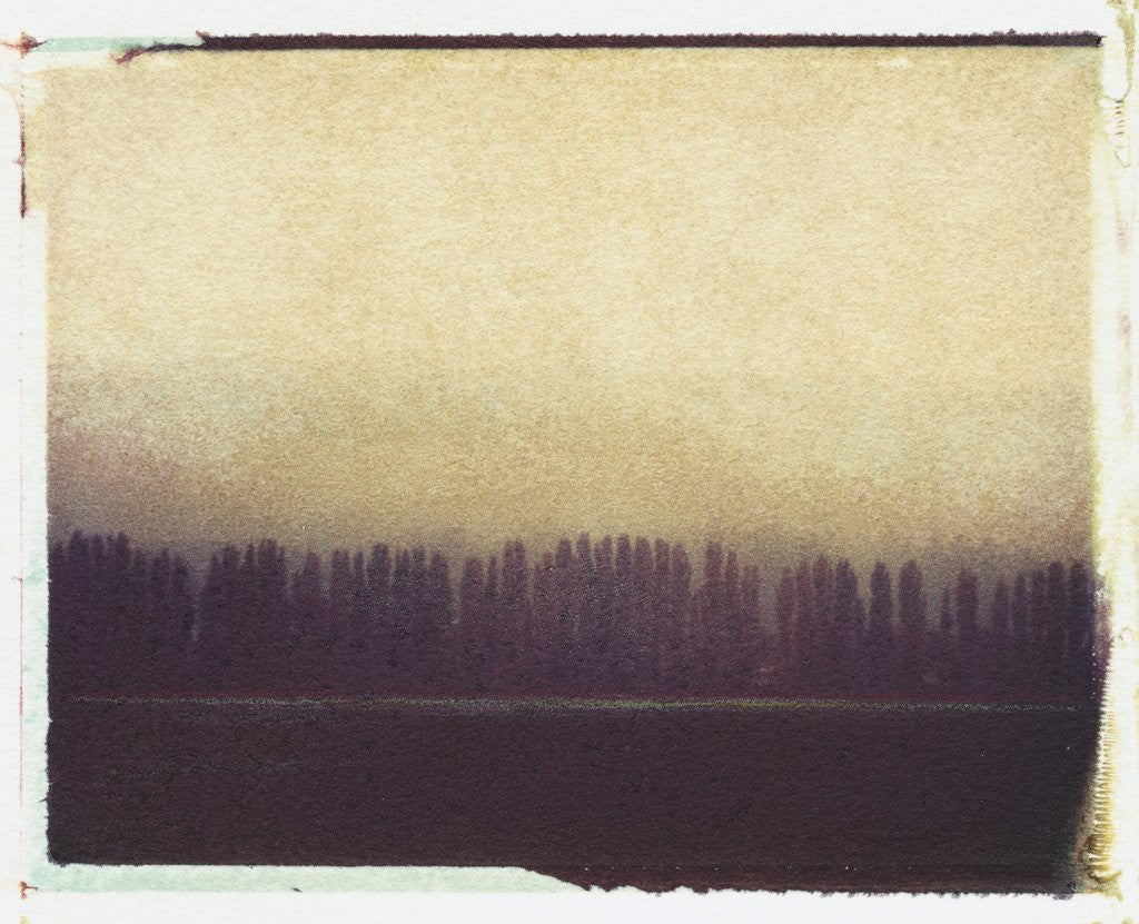 Detail of Skagit Valley Poplars #2 by Jennifer Kennard