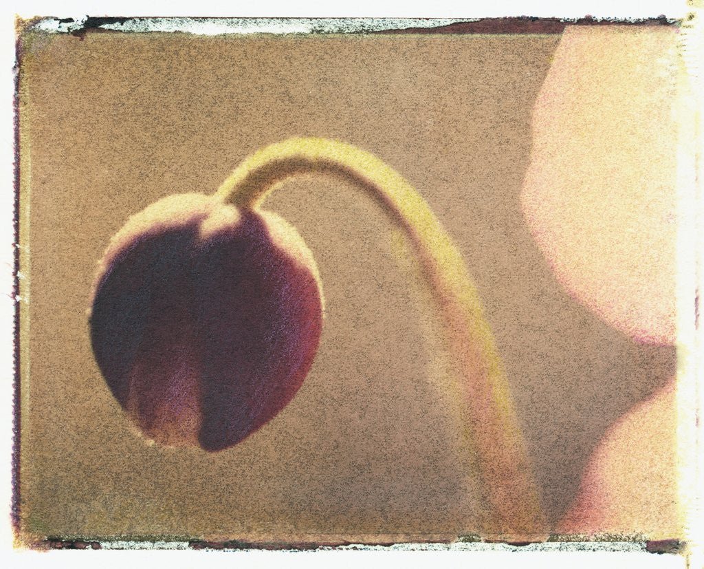 Detail of Anemone Bud by Jennifer Kennard