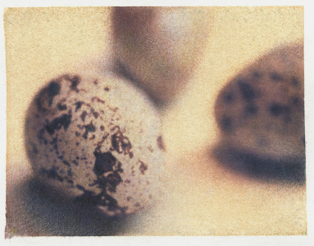 Detail of Quail Eggs by Jennifer Kennard