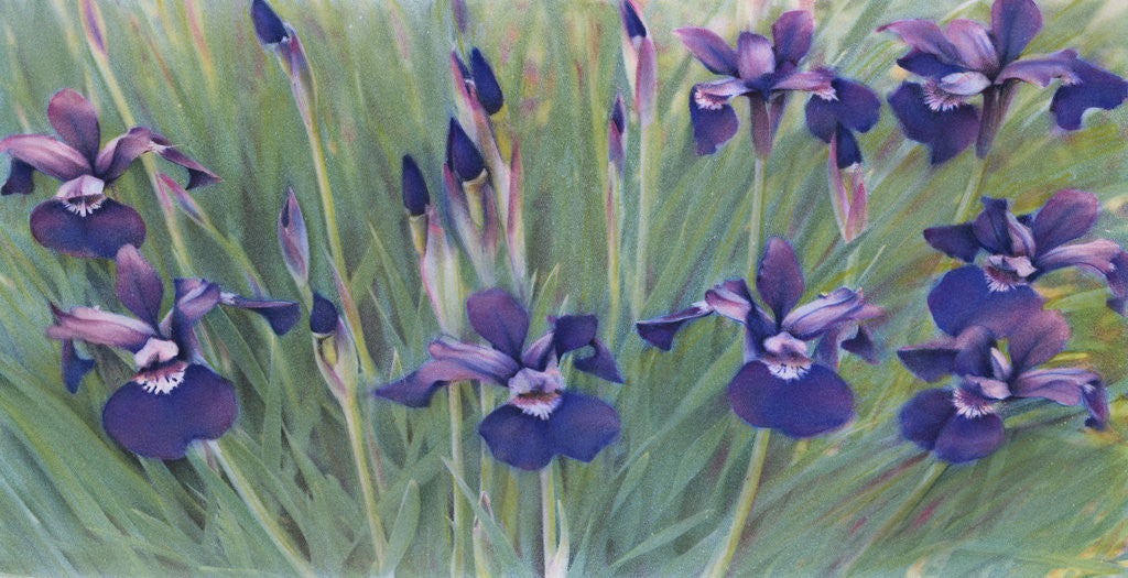 Detail of Irises by Kirsten Soderlind