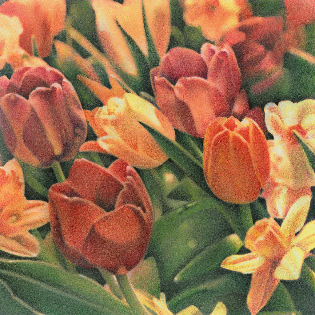 Detail of Tulips by Kirsten Soderlind